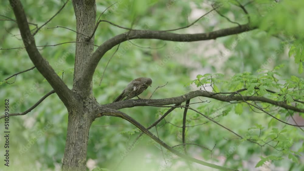 Slow motion lark bird flying off tree branch Slow motion lark bird flying off tree branch