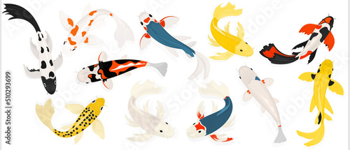 Set of koi carps on a white background. Japanese carp. Vector set.