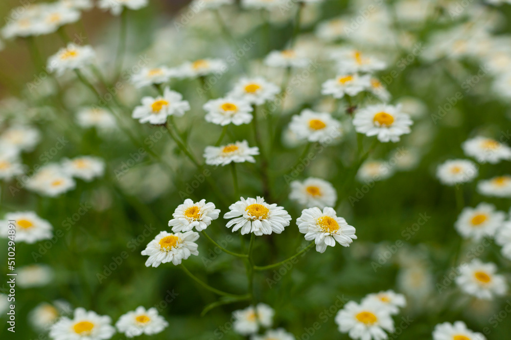 small flowers of white chamomile grow in the garden small flowers of white chamomile grow in the garden