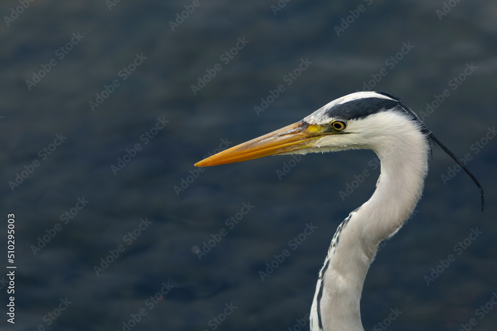 great blue heron ardea cinerea