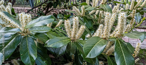Cherry laurel, common laurel, English laurel , during flowering
