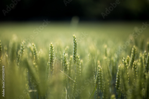 Spighe in campo di grano in maturazione photo