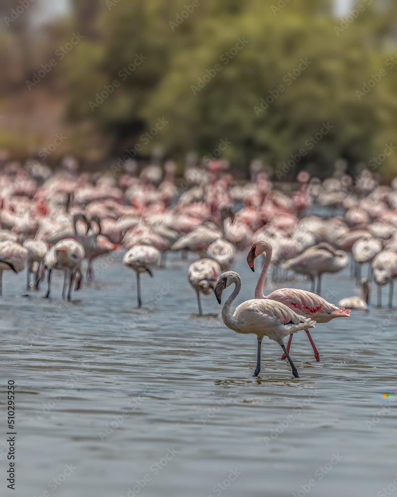 A Pair of Lesser Flamingo