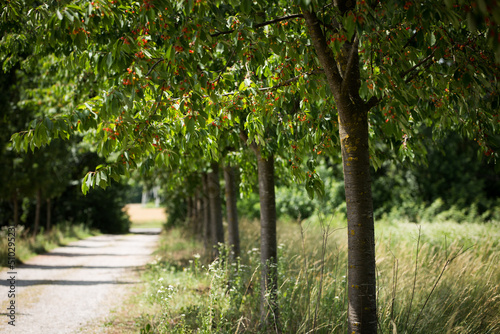 Sentiero con filare di alberi ciliegi