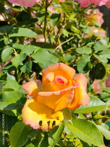 yellow rose in garden © voisin