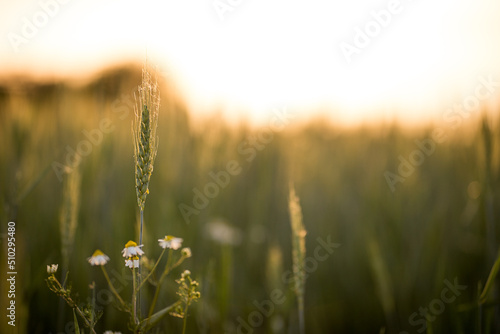 Spiga in campo di grano al tramonto photo
