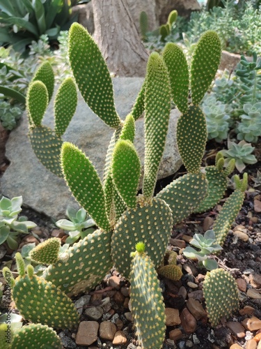 Large prickly pear cactus with thorns in a tropical plant greenhouse in a plant environment of desert and tropic flora