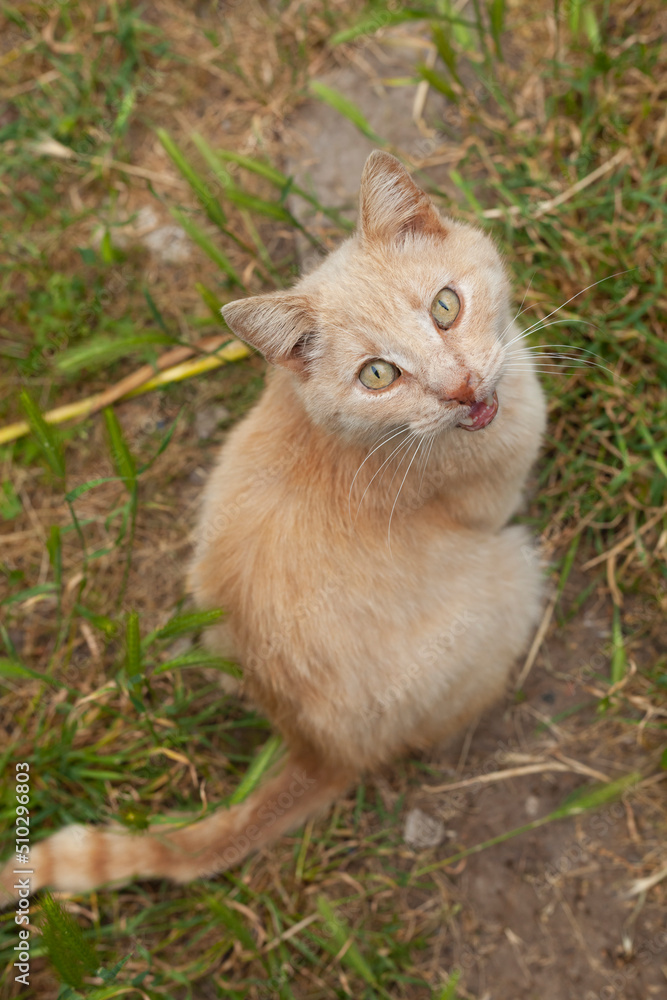 Fototapeta premium cute red cats walking in the garden