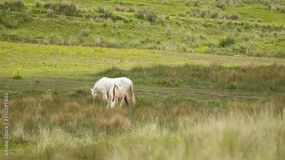 White horses grazing grass in field cusco peru White horses grazing grass in field cusco peru