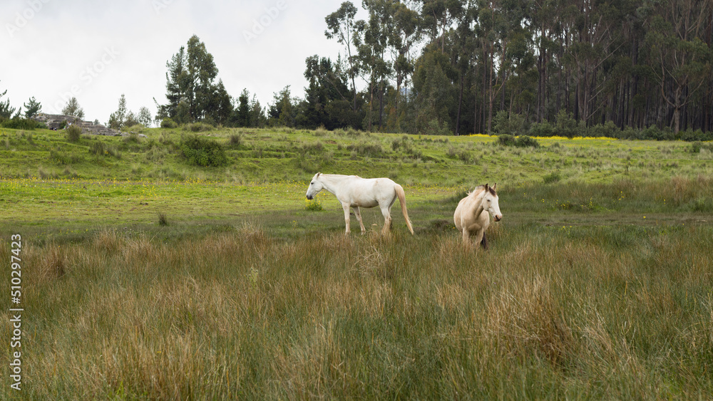 Obraz premium White horses walking grazing grass in field cusco peru