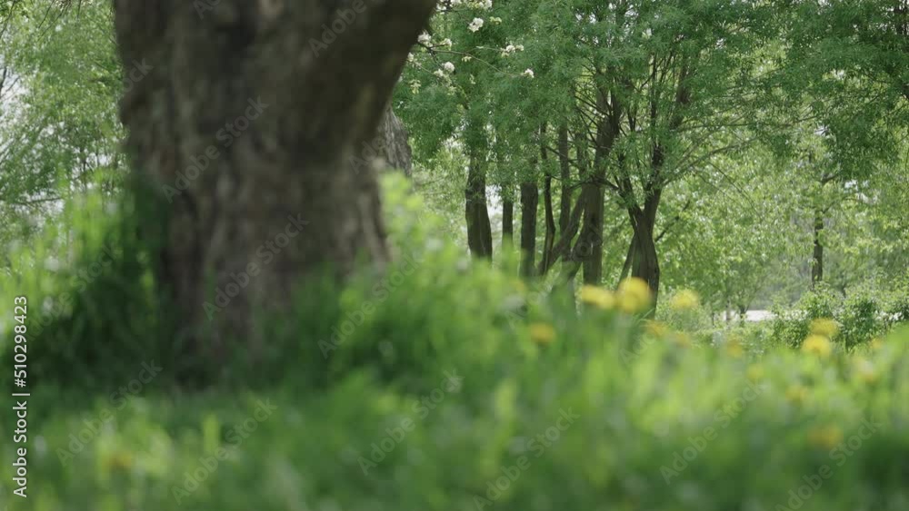 Slow motion focus pull shot of big apple tree in a garden Slow motion focus pull shot of big apple tree in a garden