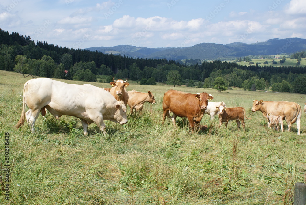 Černá v Pošumaví, Český Krumlov district, Jihočeský region, Czech Republic