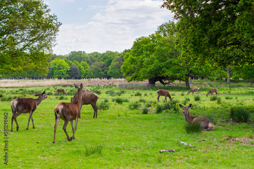 Tableau sur toile red deer,Cervus elaphus in richmond park, london