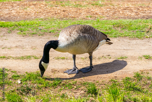 The Canada goose, Branta canadensis, close up photo