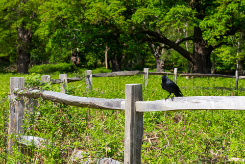 jackdaw sitting on a wooden fence in the park