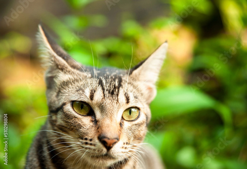 Wallpaper Mural Annoyed cat- don't take my photo Torontodigital.ca