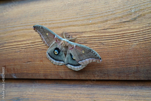 North American Polyphemus moth sits on the outside wall