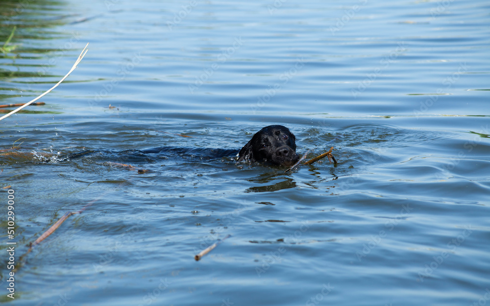 a beautiful Labrador dog happily swims in the lake holding a stick in his teeth and enjoys a walk in sunny weather a beautiful Labrador dog happily swims in the lake holding a stick in his teeth and enjoys a walk in sunny weather