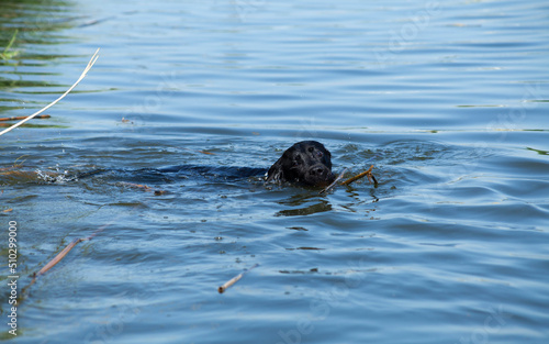 a beautiful Labrador dog happily swims in the lake holding a stick in his teeth and enjoys a walk in sunny weather