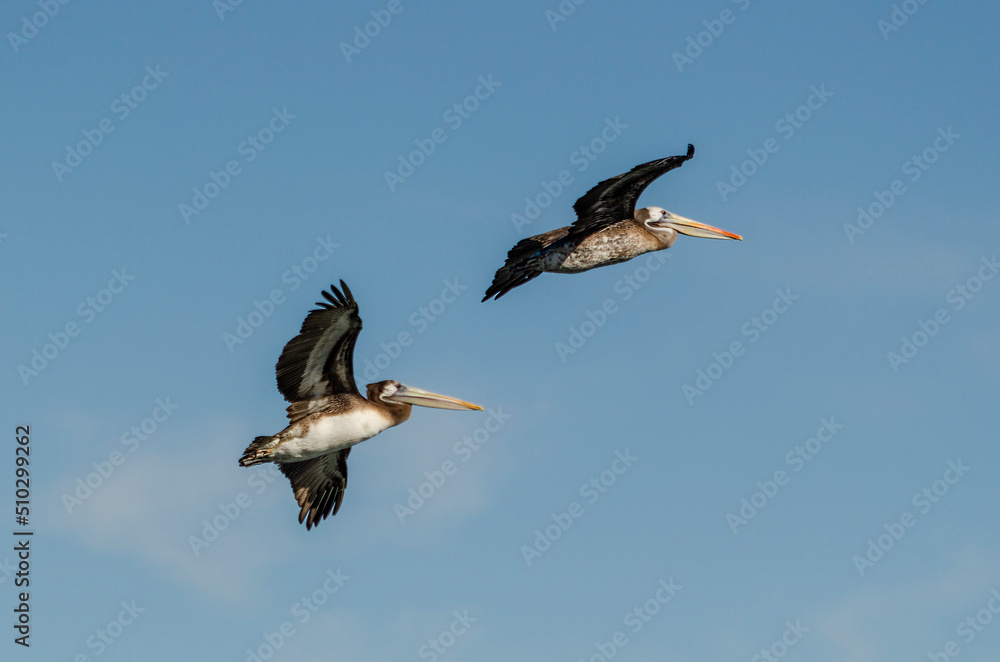 Obraz premium Pelicans in flight