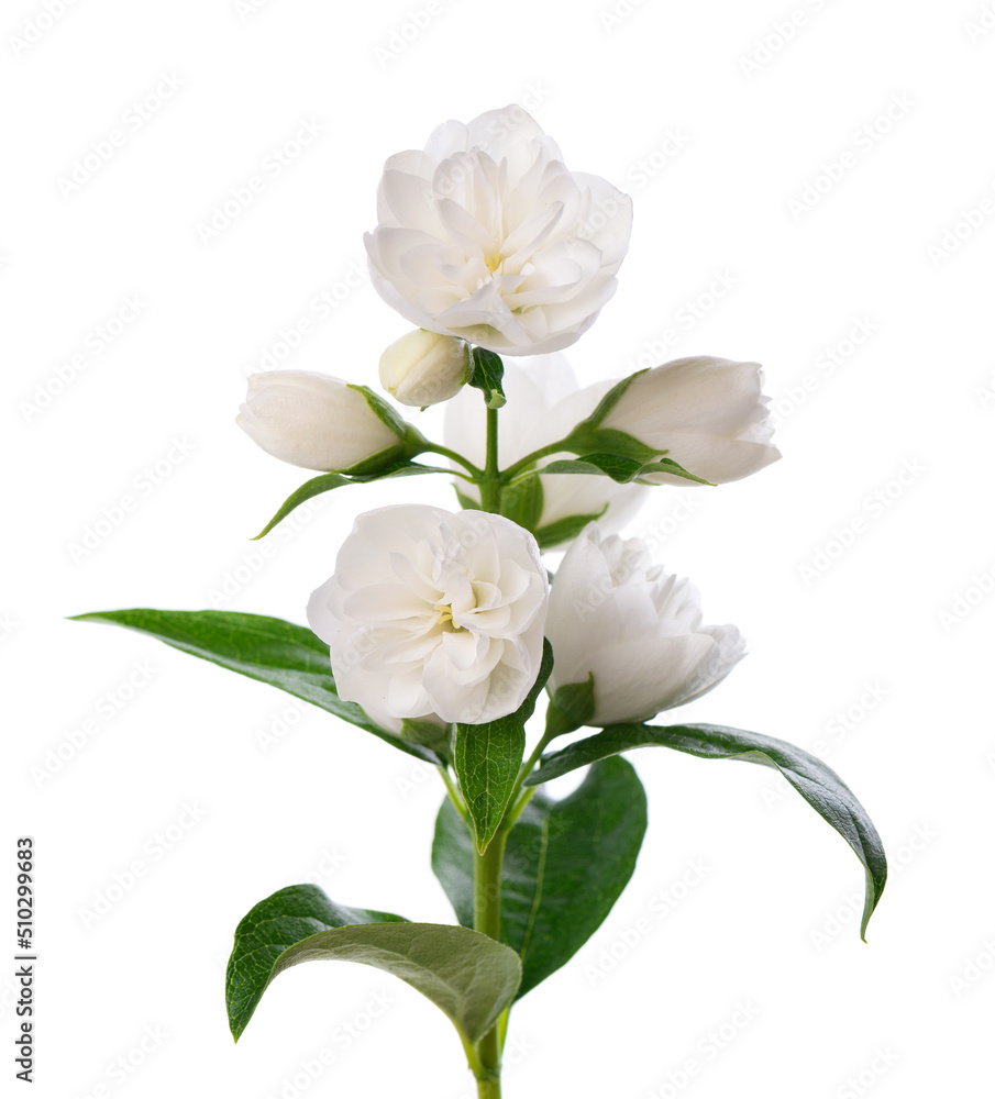 Fototapeta premium Jasmine flower, isolated on white background. Branch of white terry jasmine flowers.