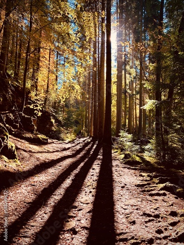 path in the woods