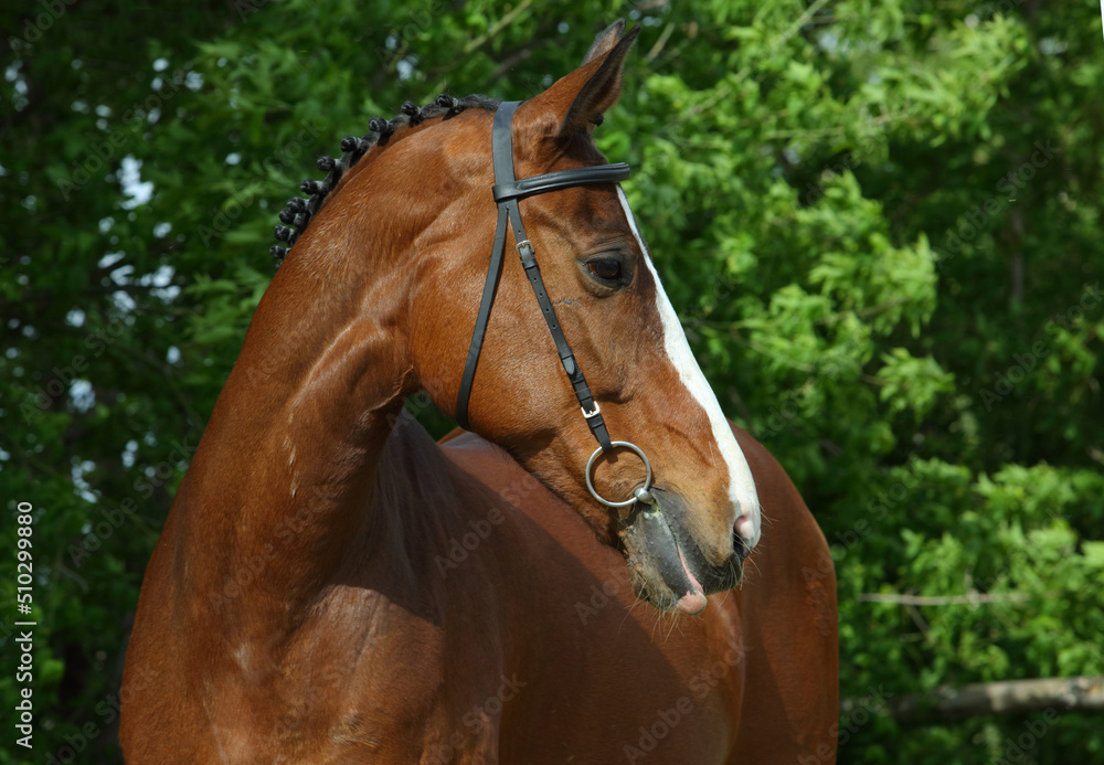 Fototapeta premium Thoroughbrd horse walks and rest in summer ranch paddock