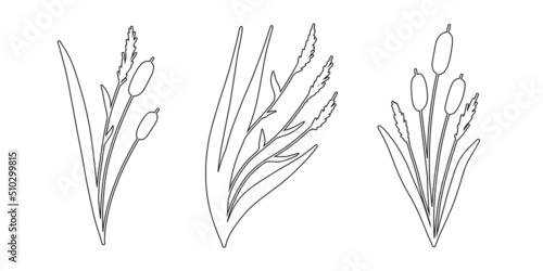 Reed Grass Outline Sketch Collection. Hand drawn Reeds illustration. Vector set of isolated elements.