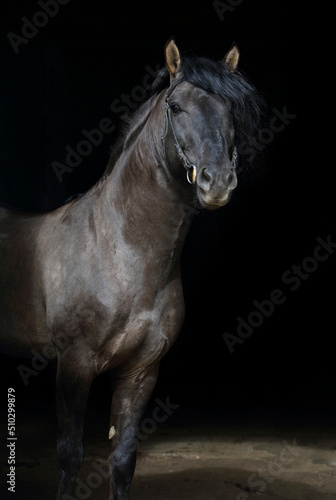 Andalusian horse portrait with a bridle on dark background
