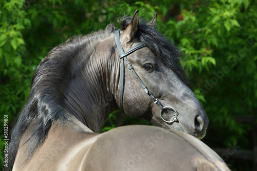 Andalusian horse portrait against dark green background