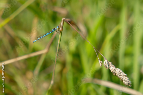 very small blue dragonfly (damselfly) resting on a grass in an organic garden