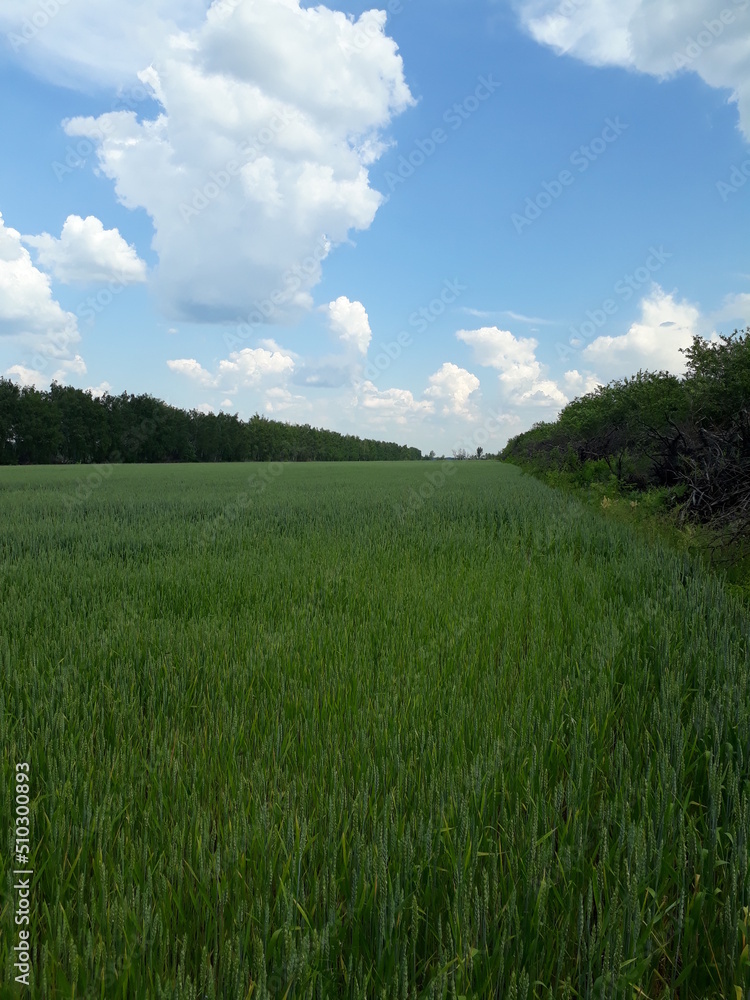 green field and blue sky