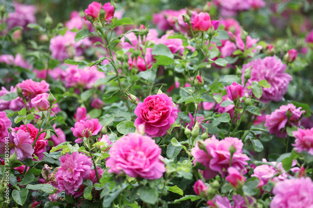 Rosa 'Princess Anne' in flower