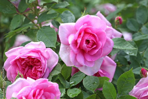 Pink Rosa  Cariad  in flower