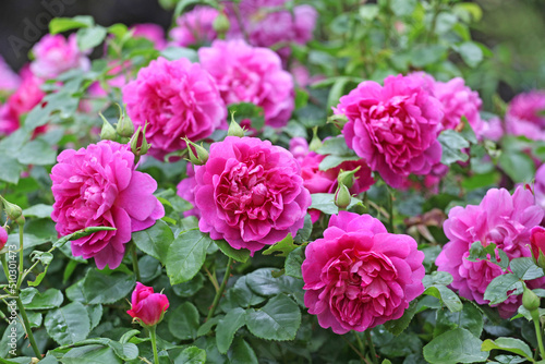 Rosa    Princess Anne  in flower