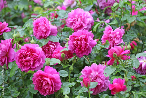 Rosa    Princess Anne  in flower