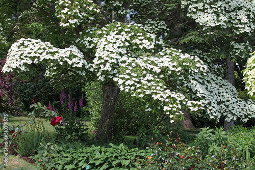 Cornus kousa 'Eurostar' in flower photo