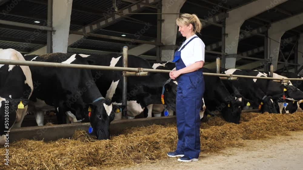 Young professional woman dairy farmer standing in cowshed Young professional woman dairy farmer standing in cowshed