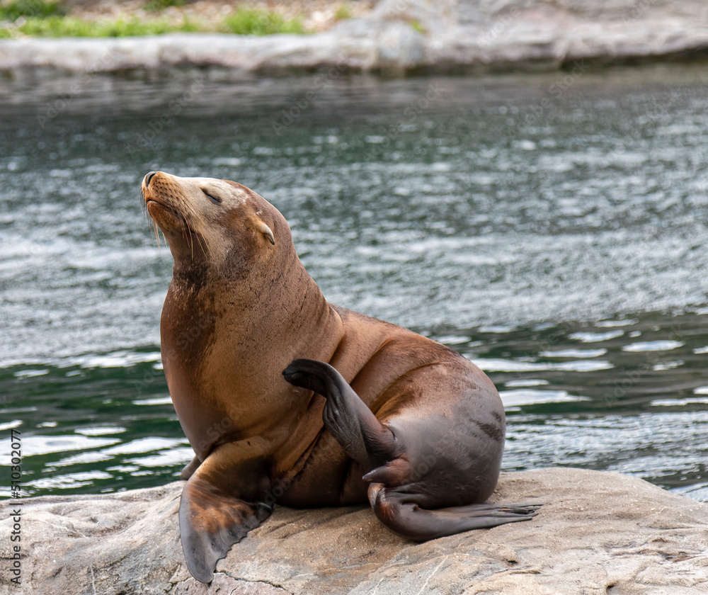 Fototapeta premium Animals – the seal poses for a photo.