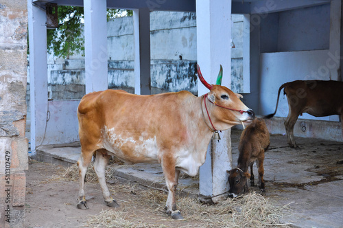 Light brown Indian cow with a cub, Madurai, Tamil Nadu, India