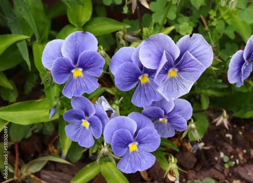 Purple Pansies in Garden With Leaves