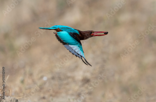 Halcyon smyrnensis ; Turkish name is Izmir Kingfisher