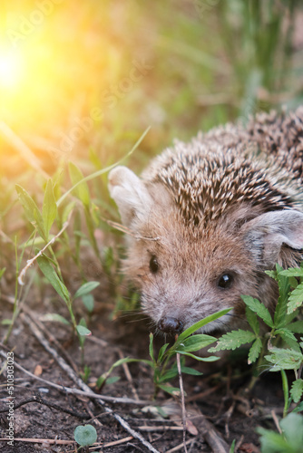 Fototapeta Young hedgehog in natural conditions in forest among grass.