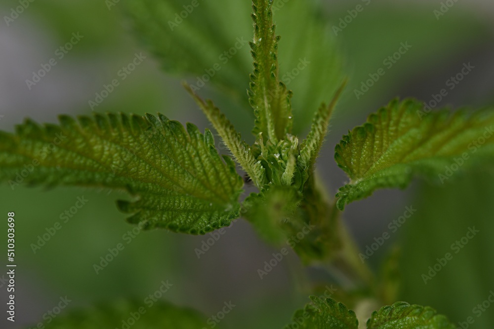 young nettle. green leaves. spring background. vitamins. young nettle. green leaves. spring background. vitamins.