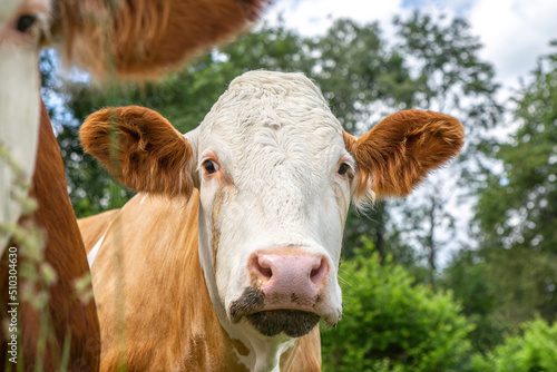 Portrait of a free-range german simmental breed cow on a pasture in summer outdoors