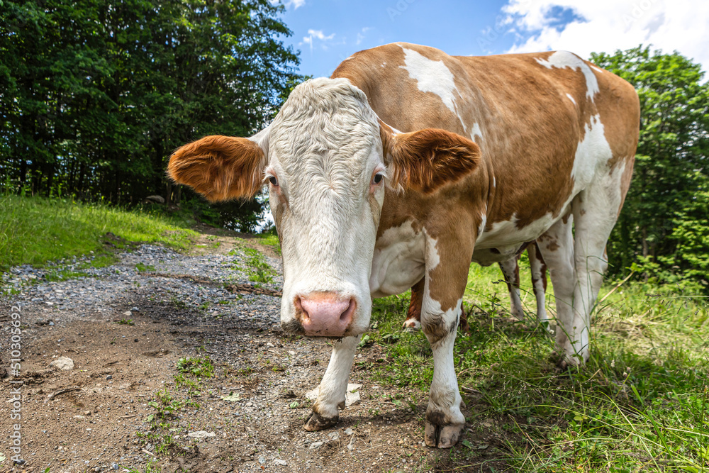 Portrait of a free-range german simmental breed cow on a pasture in summer outdoors Portrait of a free-range german simmental breed cow on a pasture in summer outdoors