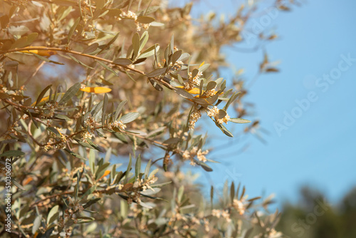 A blooming olive tree on an oil production farm at spring. Flowers and petals close-up on a branch