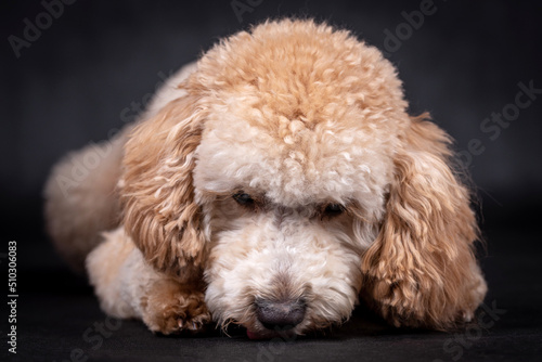 portrait of the Miniature Poodle Dog