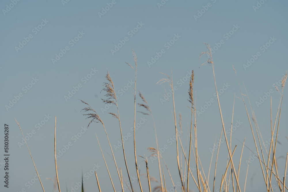 Fototapeta reeds on the water