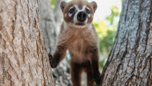 Coati in Riviera Maya, Mexico